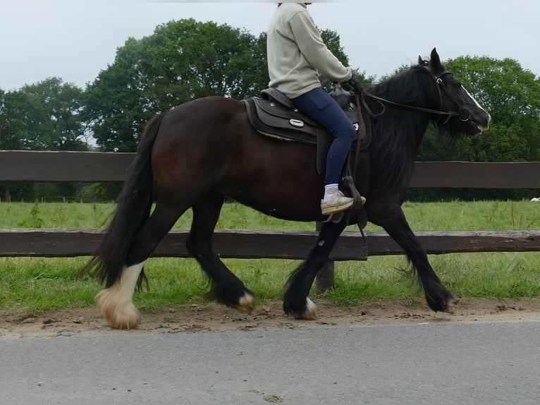 Tinker Jument 9 Ans 143 cm Noir in Lathen