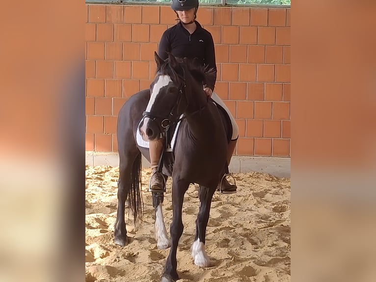 Tinker Jument 9 Ans 144 cm Noir in Lage