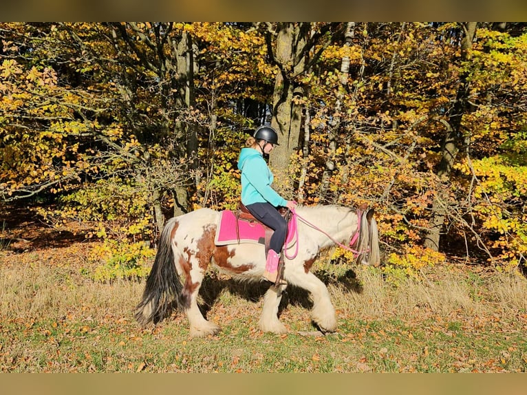 Tinker Jument 9 Ans 144 cm Pinto in Linkenbach Tinker Jument 9 Ans 144 cm Pinto in Linkenbach