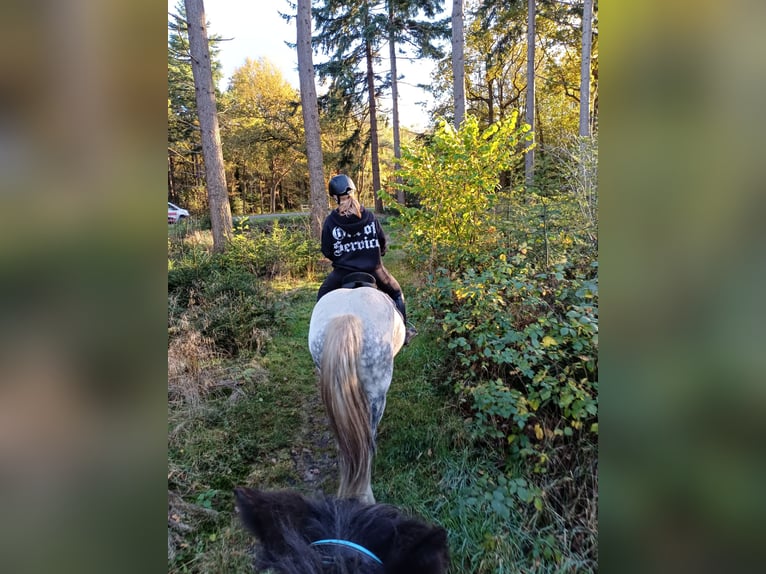 Tinker Jument 9 Ans 146 cm Rouan Bleu in Assen