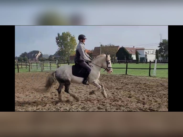 Tinker Jument 9 Ans 146 cm Rouan Bleu in Assen