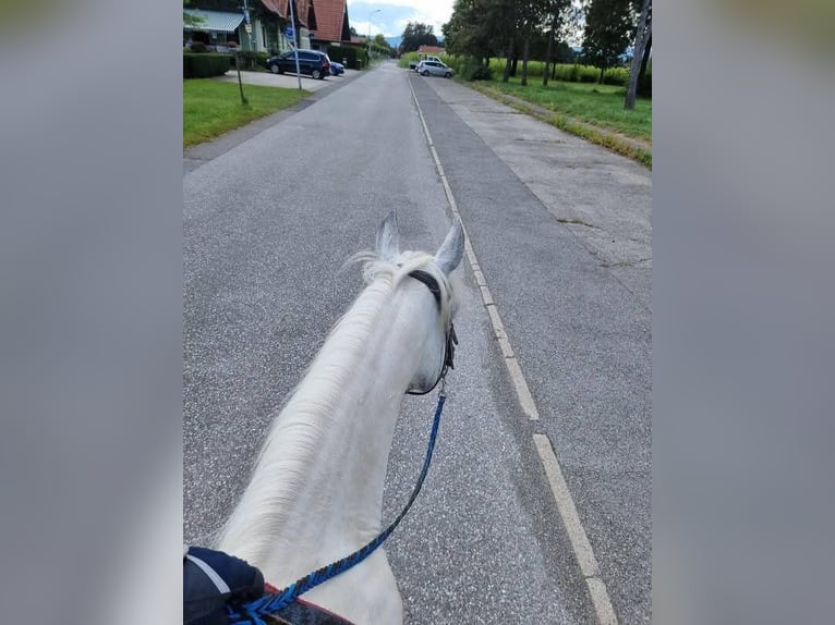Tinker Croisé Jument 9 Ans 150 cm in Brunn
