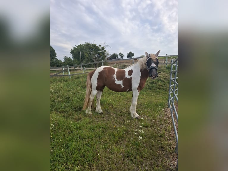 Tinker Jument 9 Ans 150 cm Pinto in Pichl bei wels