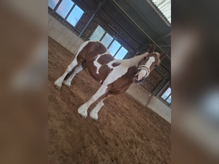 Tinker Jument 9 Ans 150 cm Pinto in Pichl bei wels