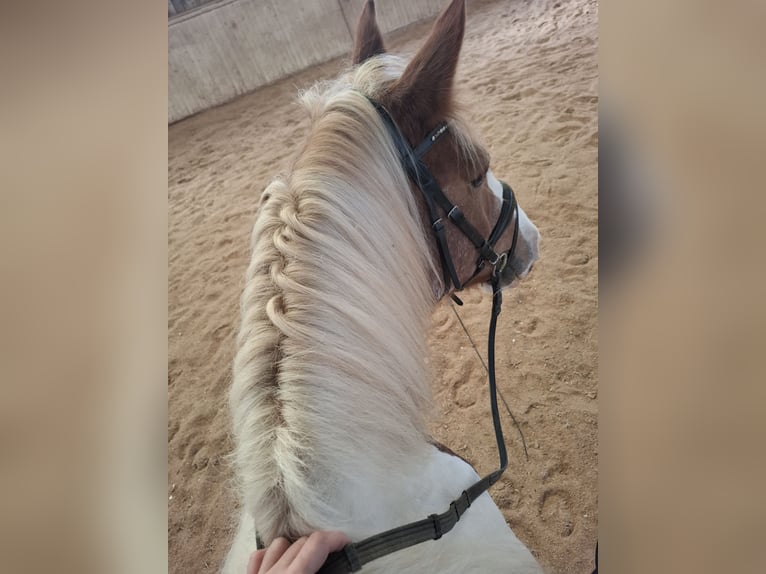 Tinker Jument 9 Ans 150 cm Pinto in Pichl bei wels