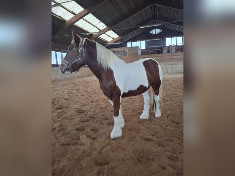 Tinker Jument 9 Ans 150 cm Pinto in Pichl bei wels