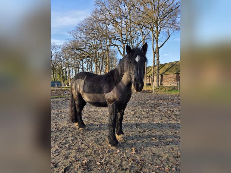 Tinker Jument 9 Ans 152 cm Noir in Hude (Oldenburg)
