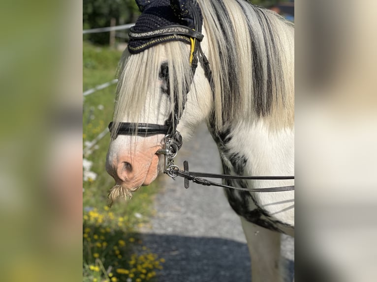 Tinker Croisé Jument 9 Ans 175 cm Gris noir in Valchava