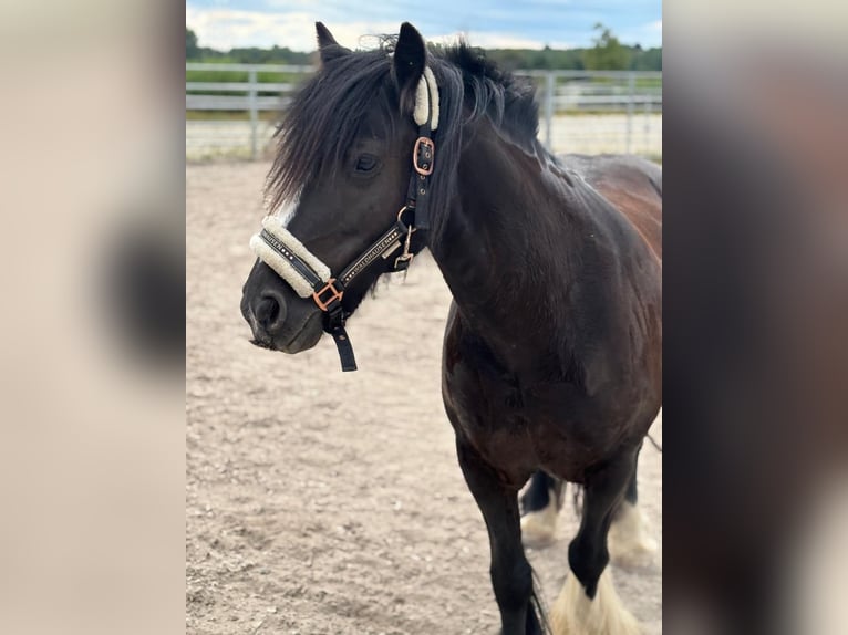 Tinker Jument 9 Ans Noir in Flein