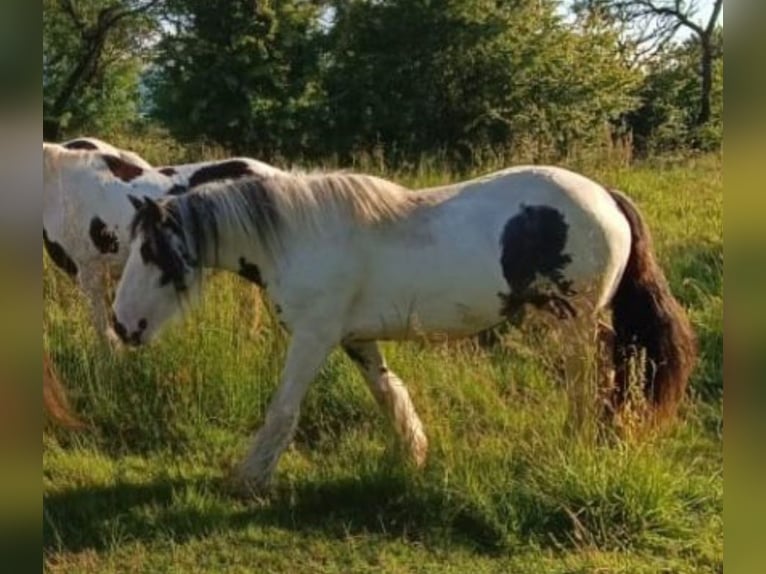 Tinker Jument 9 Ans Pinto in Ecklingerode