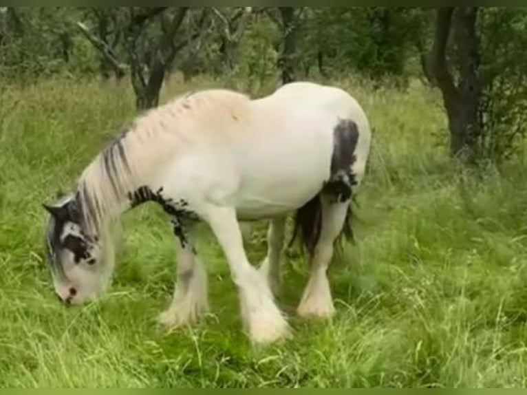 Tinker Jument 9 Ans Pinto in Kaltohmfeld