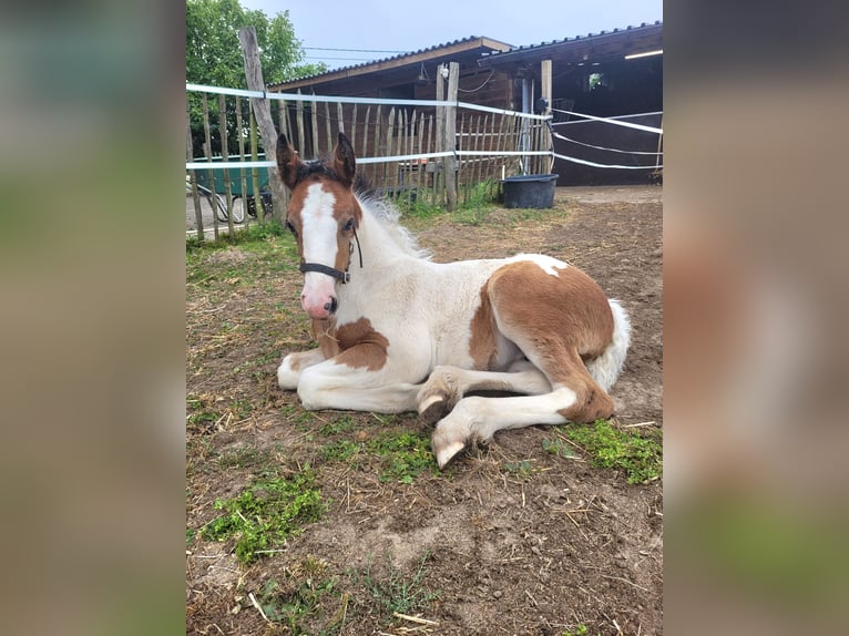 Tinker Jument Poulain (06/2025) 150 cm Pinto in Hasselt