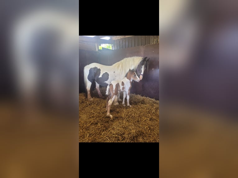 Tinker Jument Poulain (06/2025) 150 cm Pinto in Hasselt