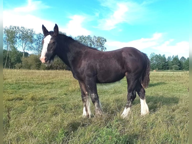 Tinker Jument Poulain (04/2026) 155 cm Bai brun in Pisek