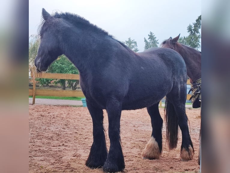 Tinker Klacz 10 lat 140 cm Kara in Neudorf