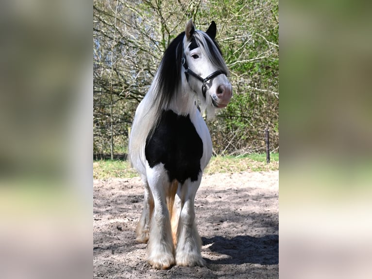 Tinker Klacz 10 lat 146 cm Tobiano wszelkich maści in Barger-Compascuum