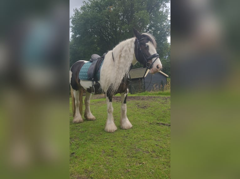 Tinker Klacz 10 lat 148 cm Srokata in Heerde