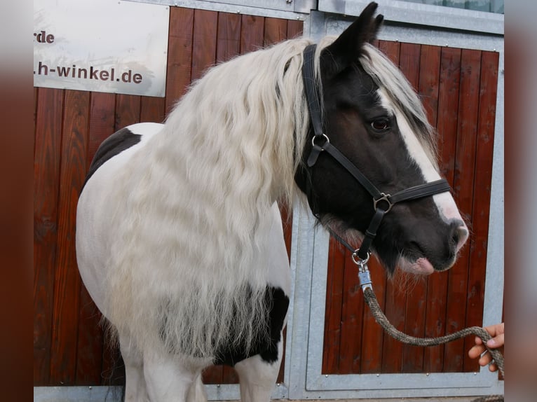 Tinker Klacz 10 lat 153 cm  in Dorsten