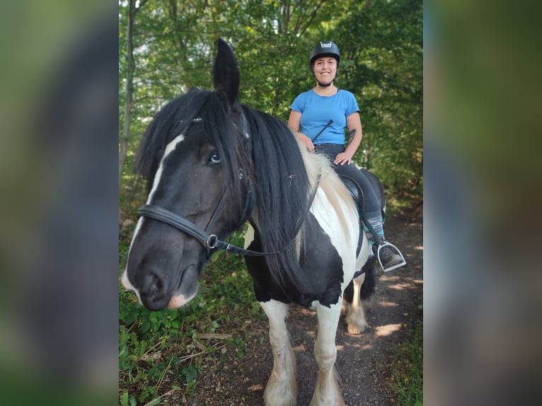 Tinker Klacz 10 lat 165 cm Srokata in L&#xFC;beck