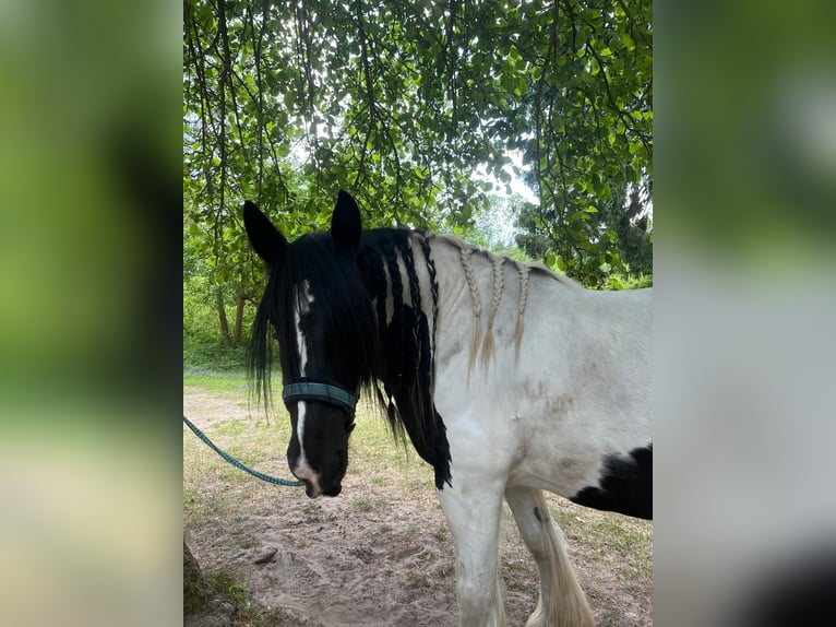 Tinker Klacz 10 lat 165 cm Srokata in L&#xFC;beck