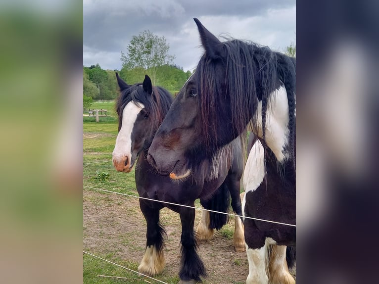 Tinker Klacz 10 lat 165 cm Srokata in L&#xFC;beck