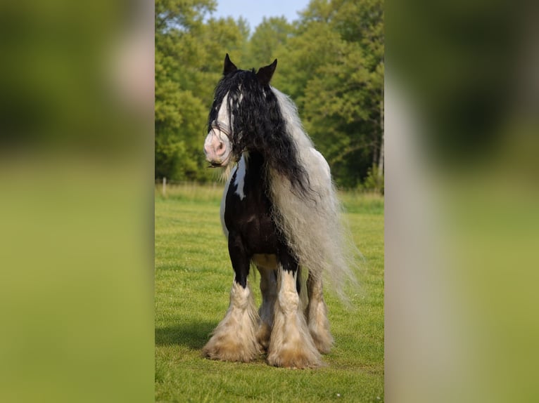 Tinker Klacz 11 lat 143 cm Srokata in Heiligengrabe