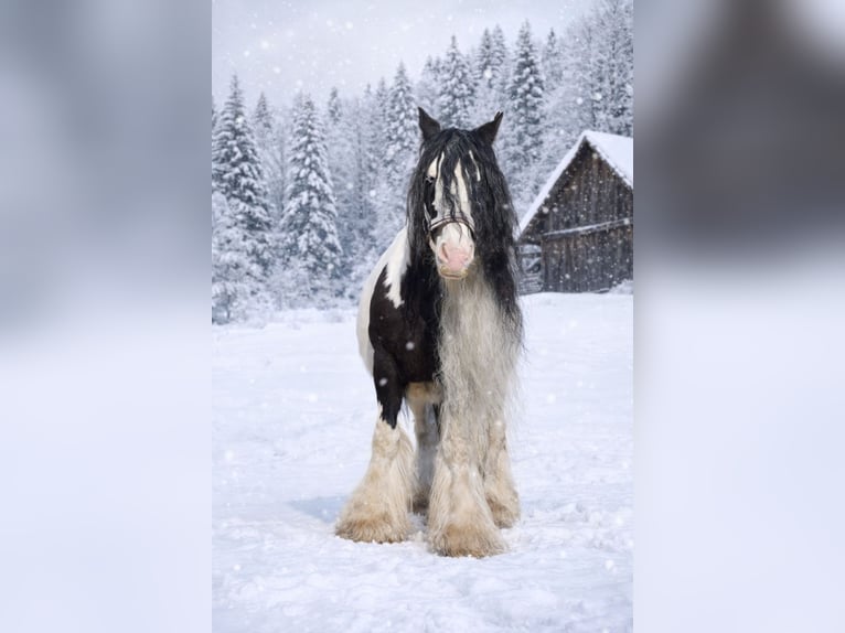 Tinker Klacz 11 lat 143 cm Srokata in Heiligengrabe