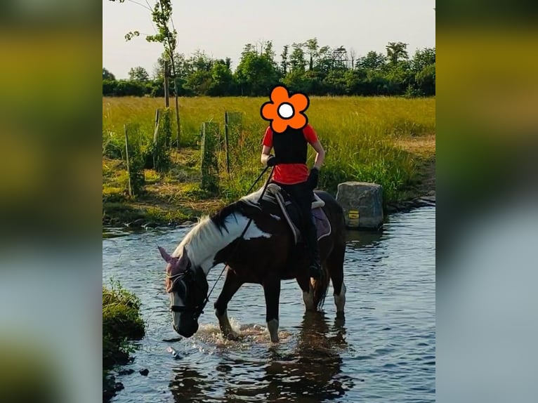 Tinker Mix Klacz 11 lat 145 cm Tobiano wszelkich maści in Biedesheim