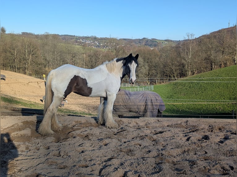 Tinker Klacz 11 lat 148 cm Srokata in Morsbach