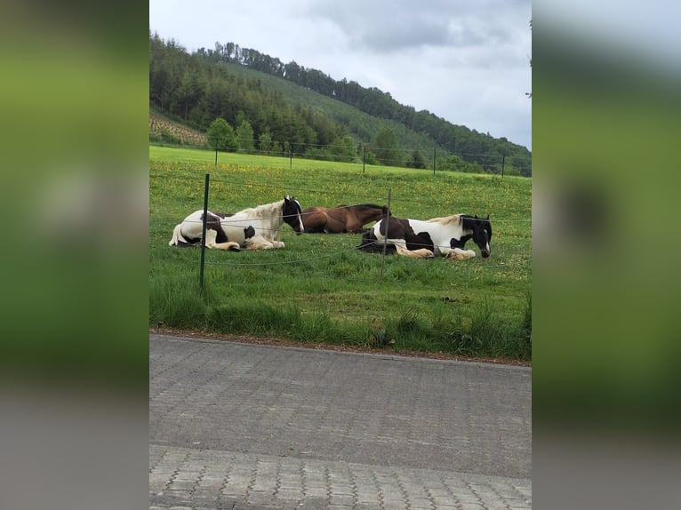 Tinker Klacz 12 lat 146 cm Srokata in Eslohe