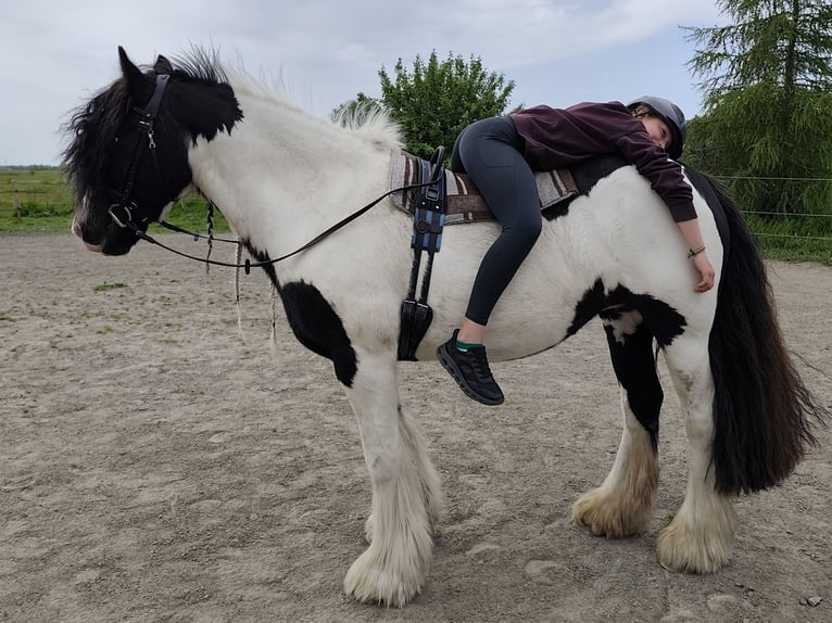 Tinker Klacz 12 lat 147 cm Srokata in Moorweg