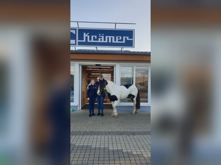 Tinker Klacz 12 lat 147 cm Srokata in Moorweg