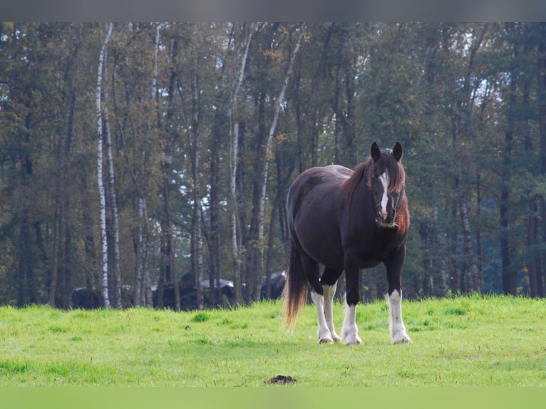 Tinker Mix Klacz 12 lat 148 cm Srokata in Aabenraa