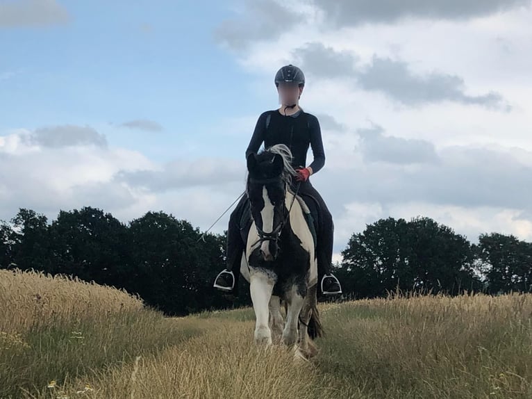 Tinker Klacz 12 lat 152 cm Srokata in Dötlingen