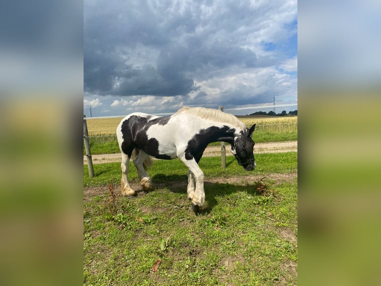 Tinker Klacz 12 lat 152 cm Srokata in Aabenraa