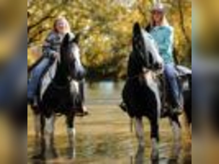 Tinker Klacz 12 lat Tobiano wszelkich maści in Petersburg TN