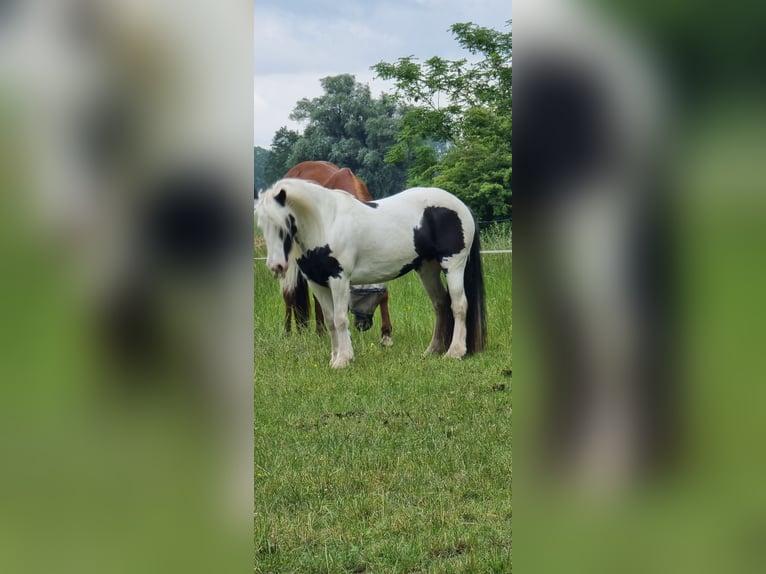 Tinker Klacz 13 lat 143 cm Overo wszelkich maści in Osterbruch