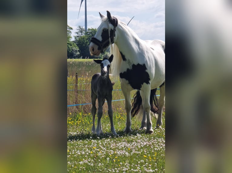 Tinker Klacz 13 lat 143 cm Overo wszelkich maści in Osterbruch