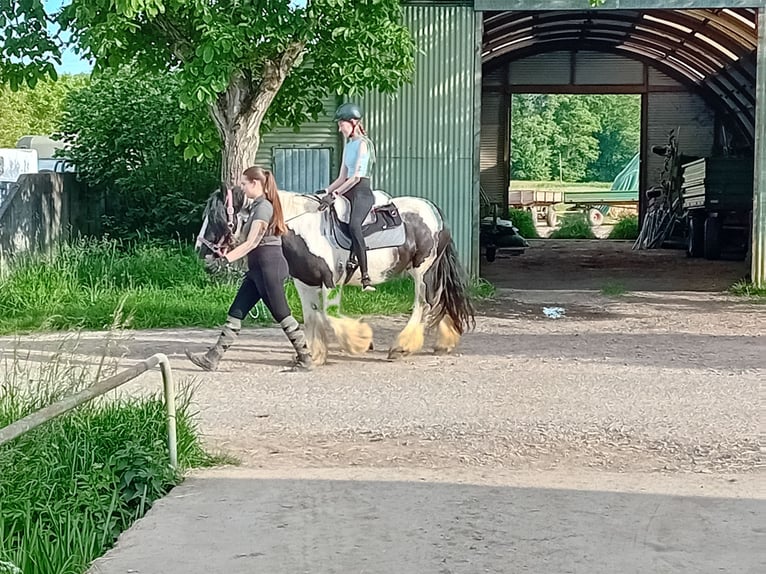 Tinker Klacz 13 lat 145 cm Srokata in Kandel