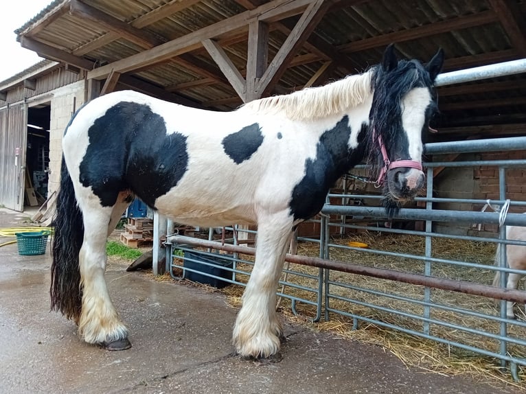 Tinker Klacz 13 lat 145 cm Srokata in Kandel