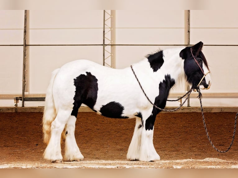 Tinker Klacz 13 lat 145 cm Tobiano wszelkich maści in Winston MT