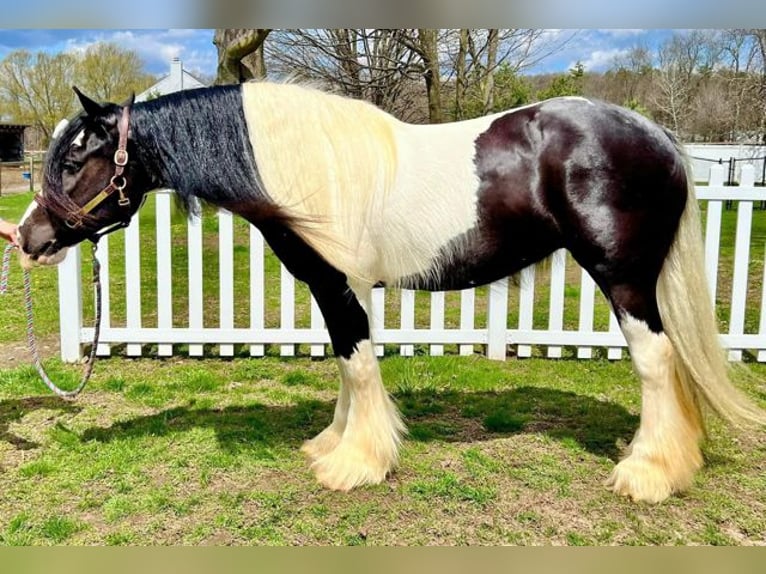 Tinker Klacz 13 lat 147 cm Srokata in Sherborn