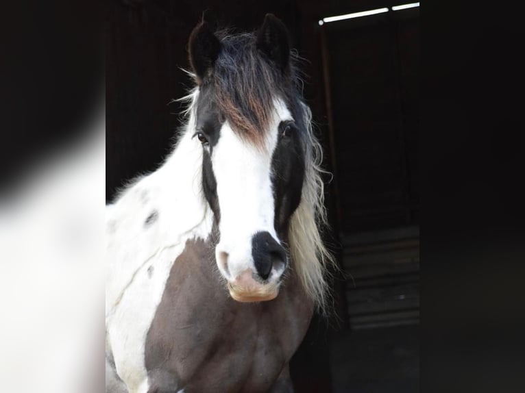 Tinker Klacz 14 lat 142 cm Srokata in M&#xFC;hlingen