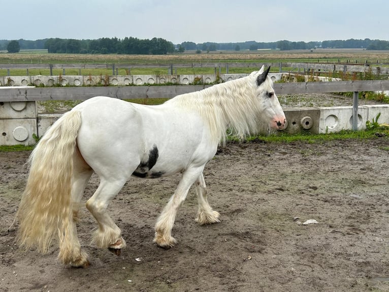 Tinker Klacz 14 lat 146 cm Srokata in Lindern (Oldenburg)