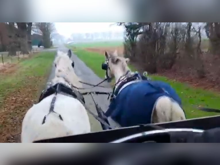 Tinker Klacz 14 lat 146 cm Srokata in Lindern (Oldenburg)