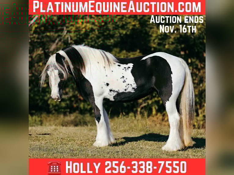 Tinker Klacz 14 lat 147 cm Tobiano wszelkich maści in Petersburg TN