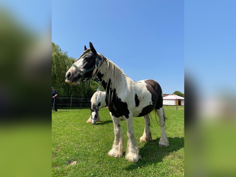 Tinker Klacz 14 lat Srokata in Kaltohmfeld