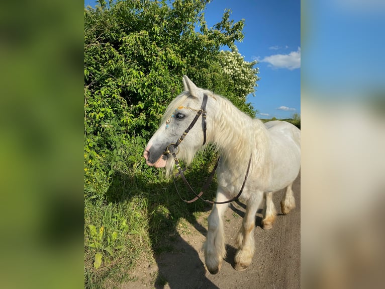 Tinker Klacz 15 lat 135 cm Siwa in Wei&#xDF;enthurm