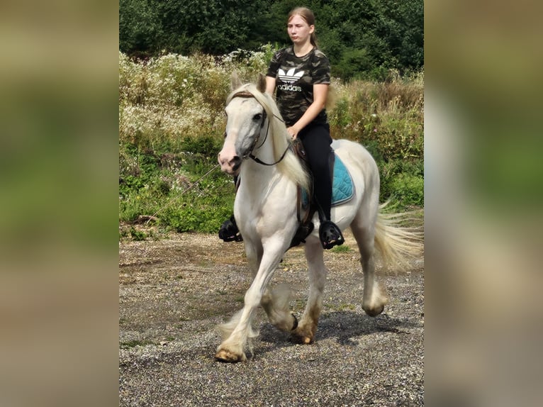 Tinker Klacz 15 lat 135 cm Siwa in Wei&#xDF;enthurm