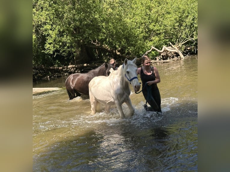 Tinker Klacz 15 lat 135 cm Siwa in Wei&#xDF;enthurm